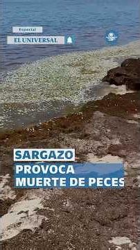Aparecen miles de peces muertos por sargazo en Quintana Roo #shorts