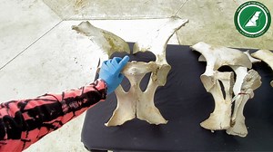 9.6K views · 210 reactions | Here we look at a pelvis from an 18 year...