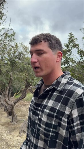 Most gum starts in a factory. This doesn’t. Each summer on the island of Chios, the trees are carefully cleared, scored by hand, and left to weep resin onto the ground below. The drops harden naturally under the sun. No machines. No shortcuts. Weeks later, the resin is collected, washed by hand, and sorted piece by piece. What makes it through is rare, slow, and stubbornly natural—just how it’s supposed to be.