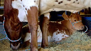 Here's the full schedule of the 2025 San Angelo stock show