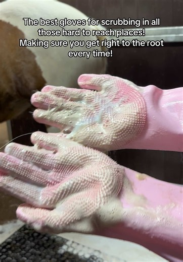 Best Horse Grooming Gloves for Deep Scrubbing and Root-to-Tip Cleaning