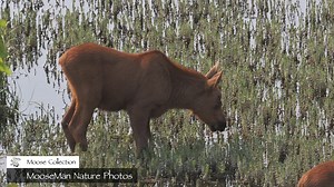 33K views · 2.1K reactions | Good morning moose fans! Welcome to...