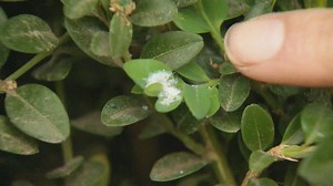 Get Growing: Protecting your boxwood from moths