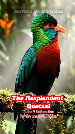 The Resplendent Quetzal #birdsongs #birds