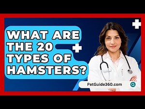 What Are the 20 Types of Hamsters? - PetGuide360.com