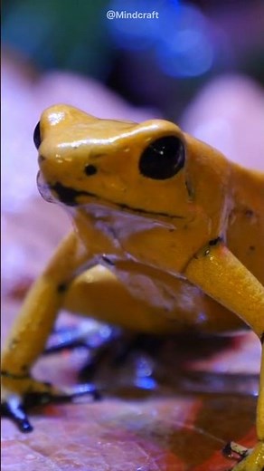 Meet the World's Most Poisonous Frog!