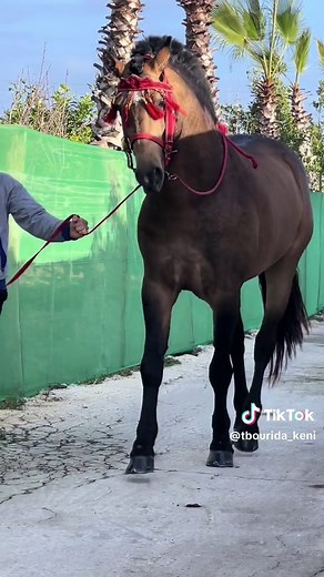 Tbourida_kéni sur TikTok