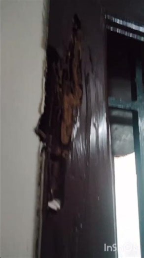 Termite Attack on Wooden Window 😱 | Hidden Damage Revealed. #termite
