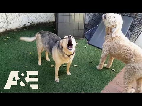 CRAZED Man Threatens to Kill Barking Dogs | Neighborhood Wars | A&E