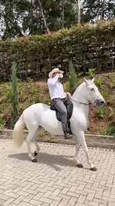 Tomando café y montando en un caballo paso fino Colombiano. . Tinto y caballos La mejor combinación | Juan David Jaramillo Experiencias Equinas