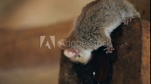 Gray mouse lemur (Microcebus murinus) takes banana slice and hides with it