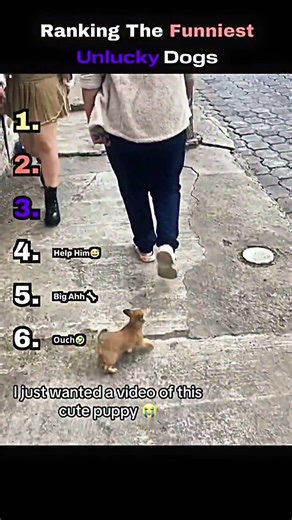 Ranking The Funniest Unlucky Dogs 😂🐶#funny #dog #ranking