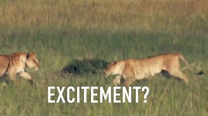 Do you think I'm thinking? - Animal Sentience Science proves that...