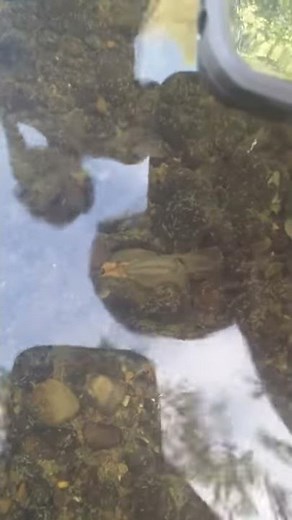 Fresh water mussel reproduction