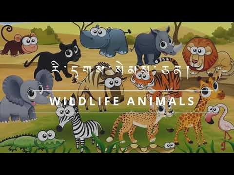 Bhutanese educational video: Wildlife animals- རི་དྭགས་སེམས་ཅན།in English and Dzongkha.