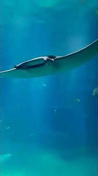 エイの泳ぎ方 (海遊館) - Osaka 2022-06-10 164810