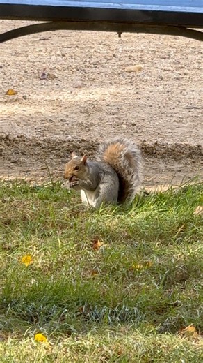 Squirrel munching on nut shell