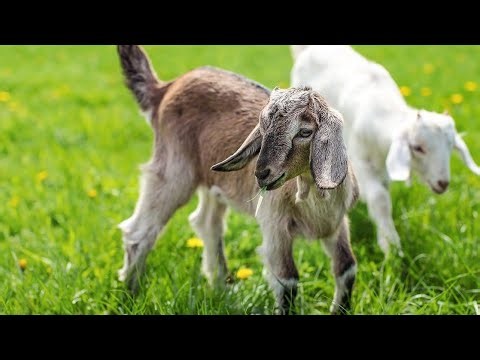 perfectly normal goat simulator video 4