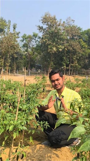 Bullet chilli cultivation. 🥵🥵🥵🥵