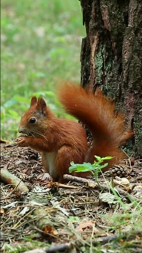 Squirrel Eating Nuts (4K) | Cute Wildlife Close-Up ASMR #wildlife