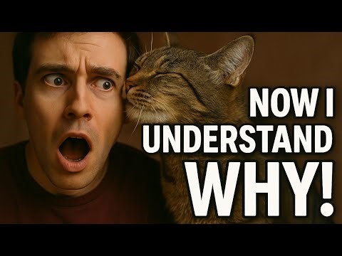 15 Strange Cat Behaviors Explained | What Your Cat’s Weird Habits Really Mean