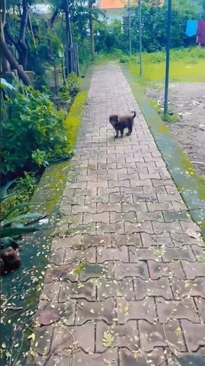 Chocolate German Shepherd || Cute German Shepherd Puppy #germanshephard #germanshephardpuppy