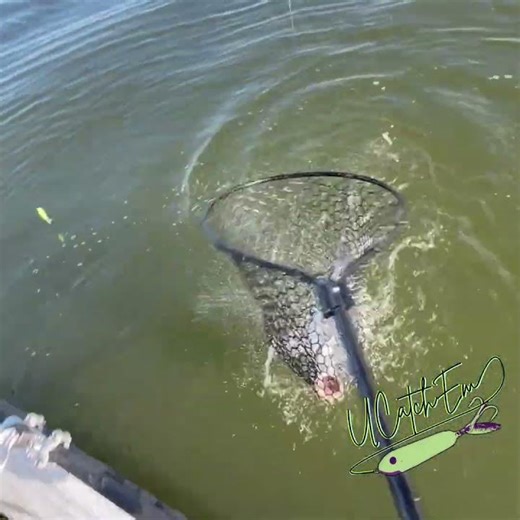 Jet buzzes a Spring Break Lake Texoma Striper Guide Trip!