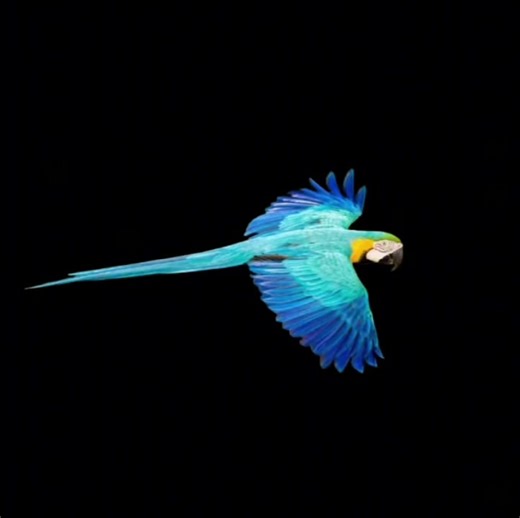 Whimsical Bird Edit Featuring Alex G