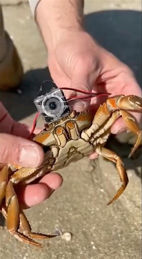 I put a camera on a crab… look what was inside the hole