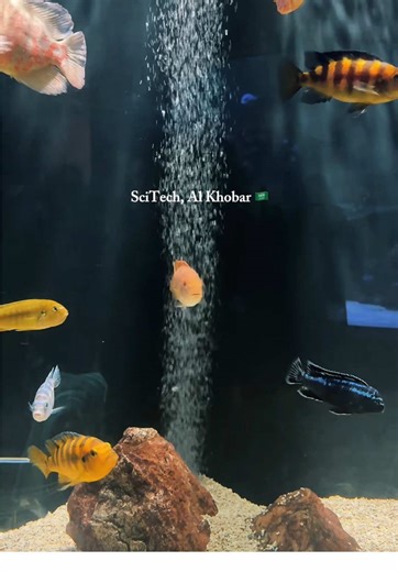 📍SciTech, Al Khobar 🇸🇦 #scitech #alkhobar🇸🇦 #saudiarabia #ksa #khobar