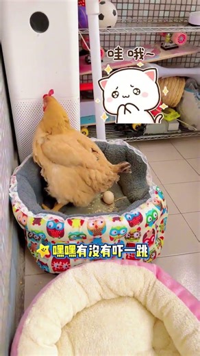 鸡蛋为什么碎了？一个搞笑的巢穴谜团