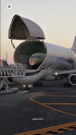 Why Is the Airbus Beluga So Big? 🤯