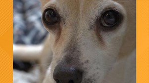 Pet Safety Net Program: Keeping pets with families during financial strife