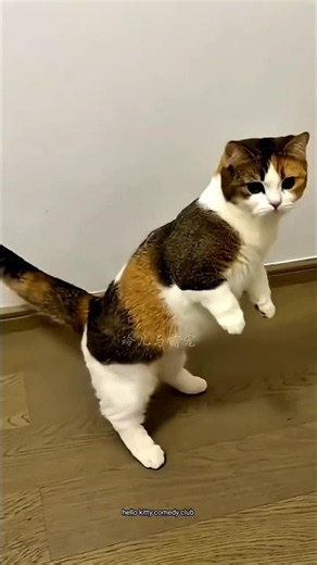follow my steps cat🤣 #funny #cat #shorts