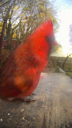 Red Cardinals mating season. #love #spring #cardinal #mating