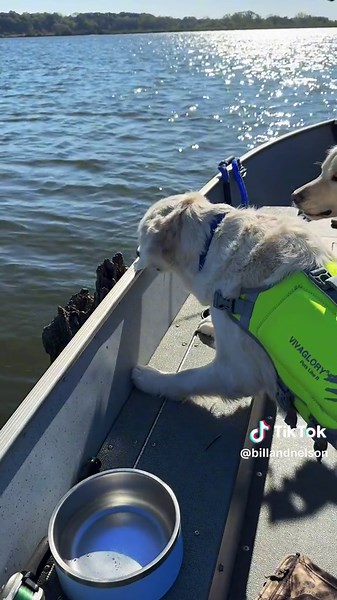 Just a regular ol Pinhead Larry & Dirty Dan duo out on these waters today #fyp #dogsoftiktok #goldenretriever #rescuedog #boatday #sundayfunday #funnydog #hurricane #florida #milton #spongebob #fishing #bassfishing