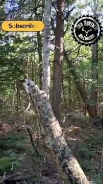 Tree felling compilation!! Many trees go boom! #felling #tree