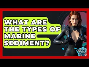 What Are The Types Of Marine Sediment? - The Marine Life Explorer
