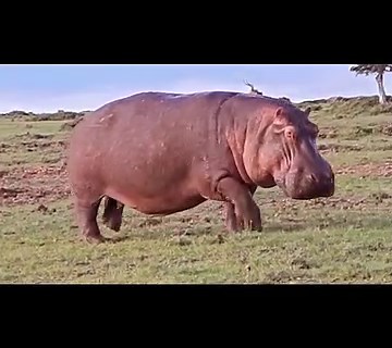 4.9K views · 129 reactions | Watching the beautiful hippo walking in an fabulous way towards its habitat# maasai mara river during morning hours Ol choro orowua conservancy Maasai mara kenya  #fairmontmarasafariclubs #olchoroconservancy #naturephotography #nature #bbcwildlifepotd | Lemurt Wildlife | Facebook