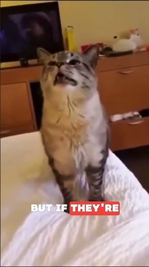 What It Means When Cats Sneeze Repeatedly 🤧🐱