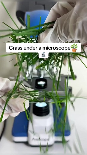 Comment what we should look at next! #microscope #grass | Microscope