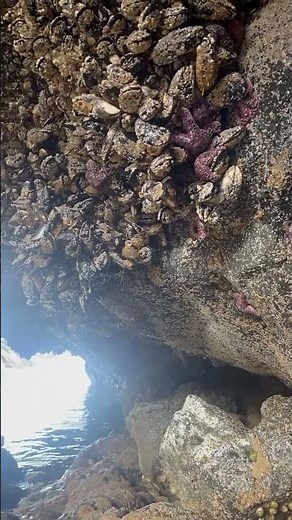 Harvest and cook from the Oregon coast! Mussels, Goose neck barnacles and Acorn Barnacles