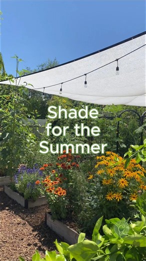 2.9K views · 38 reactions | Focus on shading newly planted trees,...