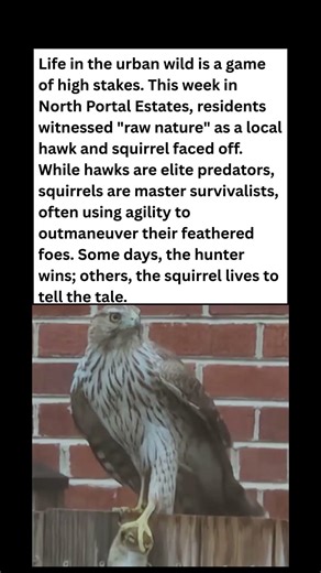 Nature’s Duel! 🦅🐿️ The Hawk vs. Squirrel Showdown! #wildlife #facts #shorts