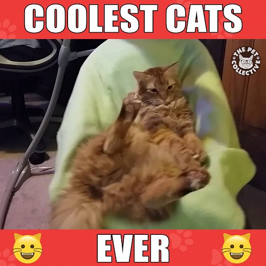 574K views · 4.7K shares | Which cool cat are you? | The Pet Collective | Facebook