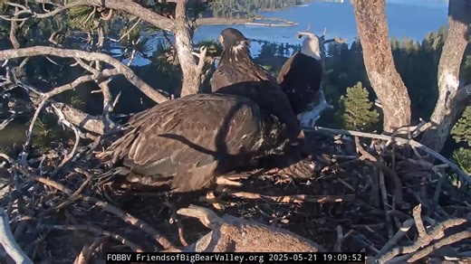 Waiting on the wind… Jackie and Shadow have been busy preparing Sunny and Gizmo for their first flights. Both chicks have grown to be strong young eagles in these past 11 weeks and are the size of their parents now. Sunny is 80 days old and Gizmo 76 days. Both excitement as well as a little nervousness are in the air, but they have most of their flight feathers now, plus the parents will be closeby to monitor and guide as needed. Shadow dropped off a pile of dried grass fluff and they both watch