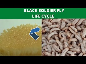 black soldier fly life cycle|the cycle of black soldier (BSF)