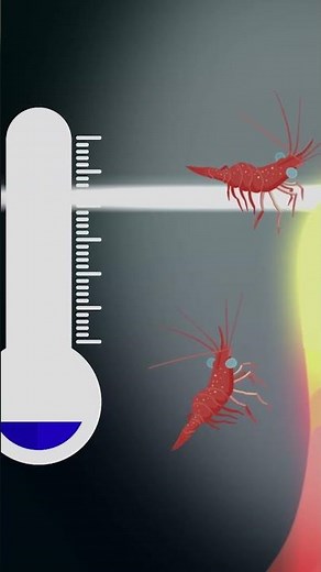 Only 5-10% of the Earth’s oceans have been discovered. #oceans #deepsea #earth