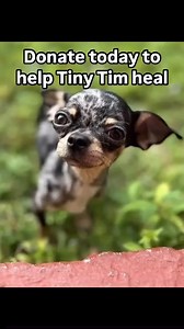 Fragile Puppy Surrendered With Dislocated Knees, Heart Murmur, & Fluid In His Brain... DONATE: https://bit.ly/4fktimu At just six months old, #Chihuahua puppy Tiny Tim is battling constant discomfort from two dislocated knees, a severe heart murmur, and suspected fluid building up around his brain. Tiny Tim’s owners loved him dearly, but this little boy was just too sick for them to manage. Unable to afford his complex medical care, they decided to give him the best chance they could. Heartbroke