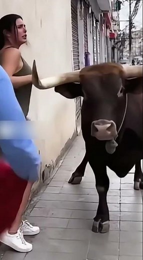 An enraged bull corners a woman against a wall and tries to headbutt her, but luckily misses.